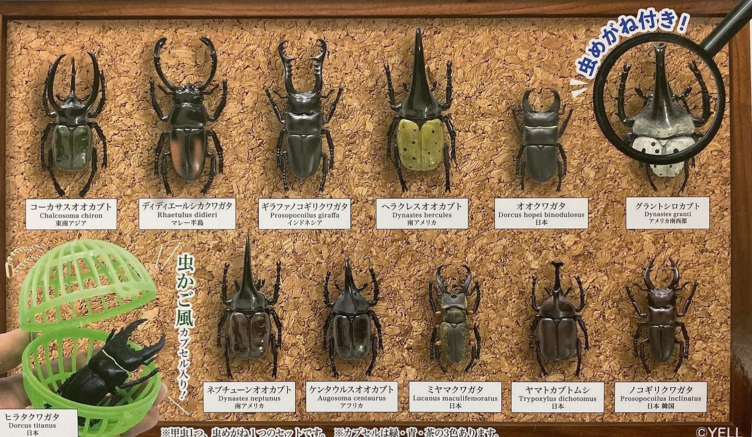 YELL 甲蟲採集標本 ZOOM篇 扭蛋 轉蛋 (全12款):圖片 2